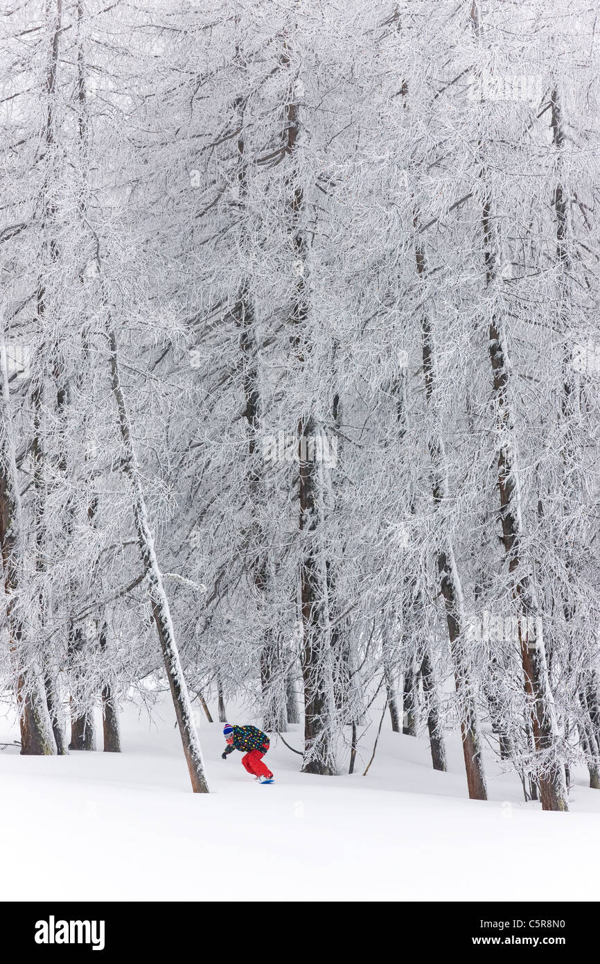 Ein Snowboarder durch einen Wald reiten ergibt sich aus den schneebedeckten Bäumen. Stockfoto