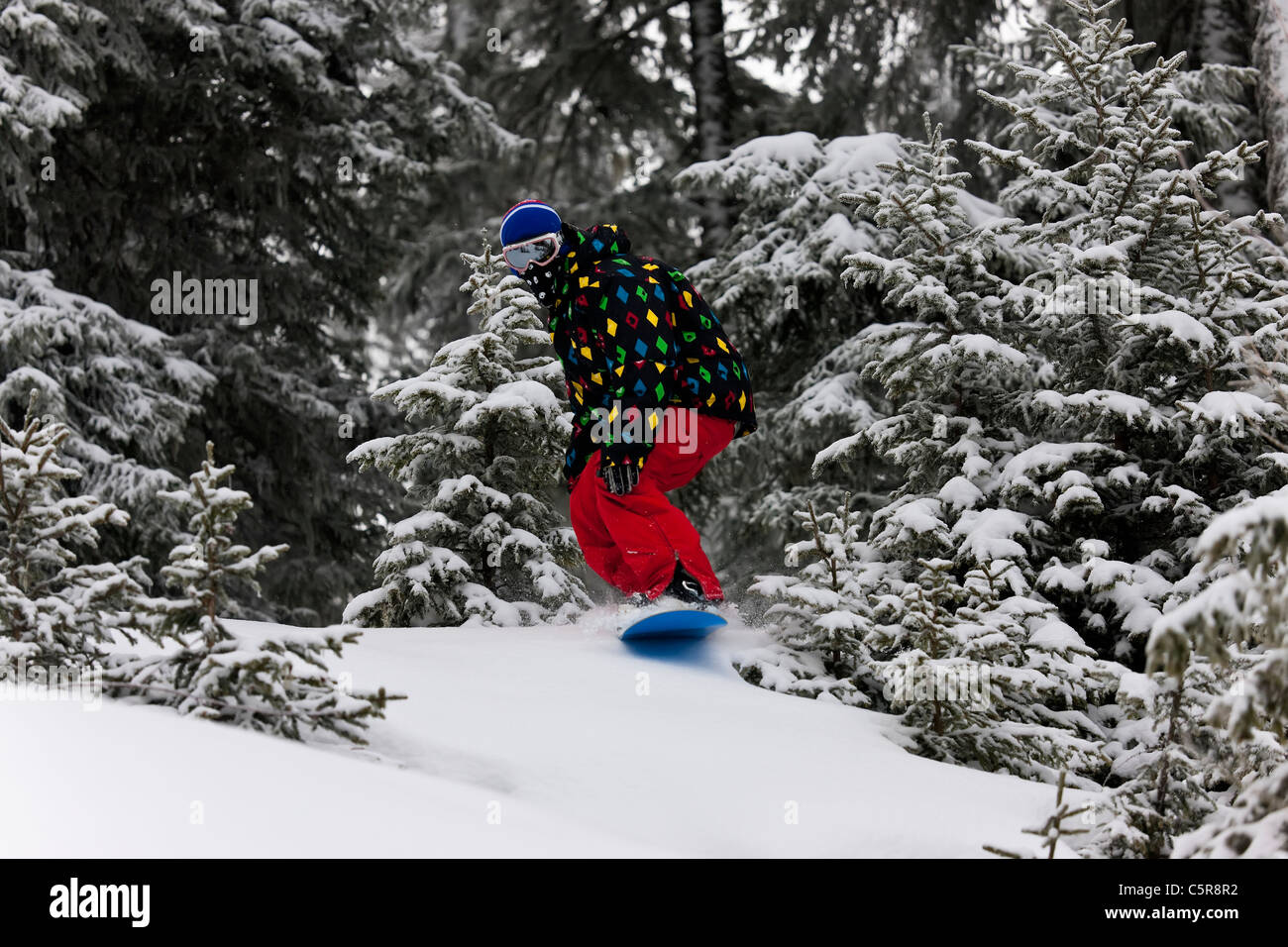 Ein Snowboarder, Reiten durch den verschneiten Wald. Stockfoto