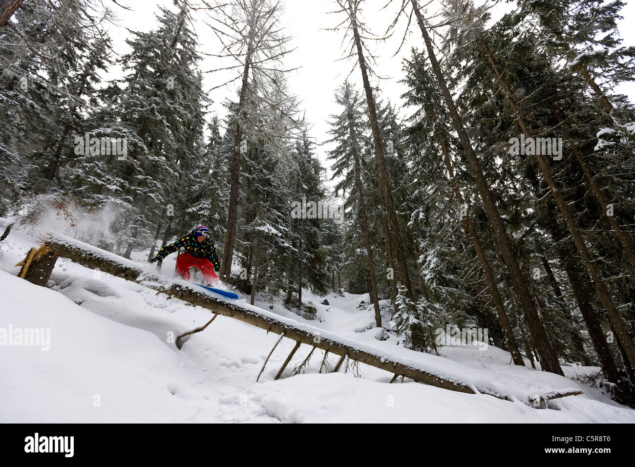 Ein Snowboarder fährt mit einen umgestürzten Baum von Schnee bedeckt, während der Fahrt durch einen Wald. Stockfoto