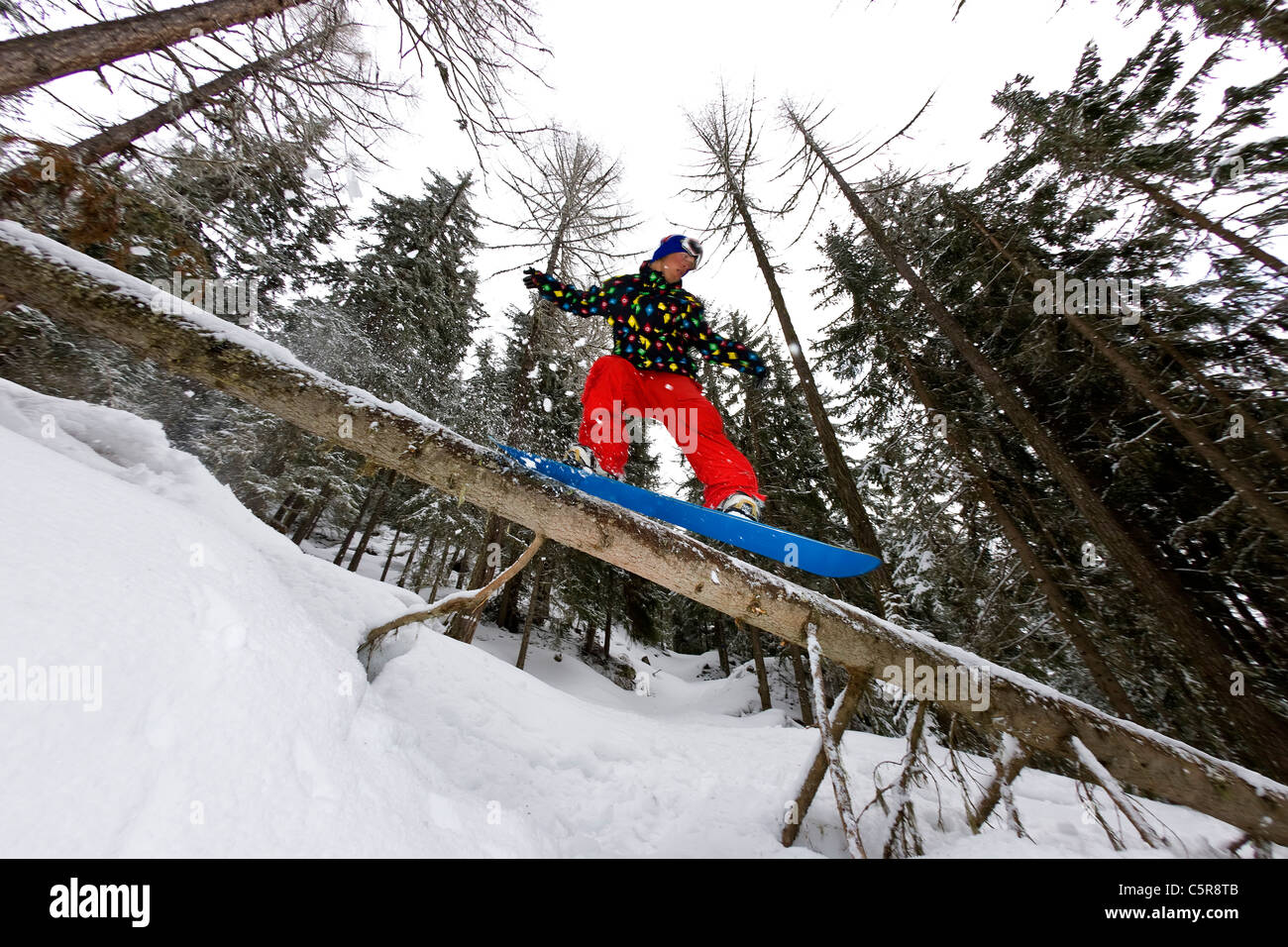 Ein Snowboarder gleitet einen umgestürzter Baum in einem verschneiten Wald. Stockfoto