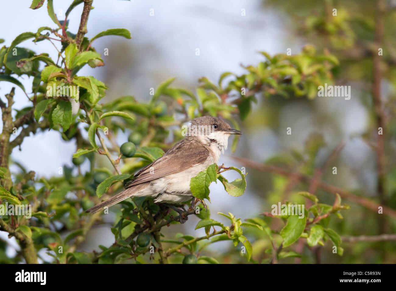 Lesser Whitethroat; Sylvia Curruca; Cornwall Stockfoto