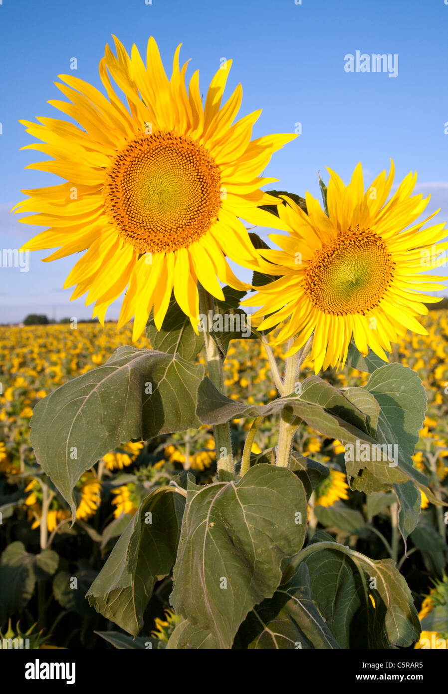 Sonnenblumen und Himmel Stockfoto