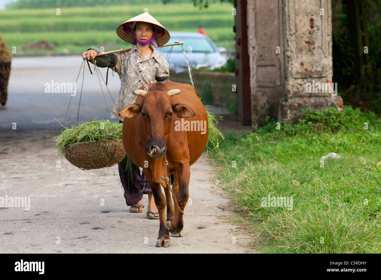 Vietnamesische Frau geht mit ihrem Wasserbüffel in Duong Lam Dorf, VIetnam Stockfoto