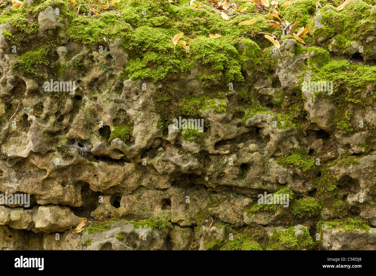 Verwitterte magnesiumhaltiger Kalkstein, Anston Steinen Holz, South Yorkshire, eine uralte Wälder und Site of Special Scientific Interest Stockfoto