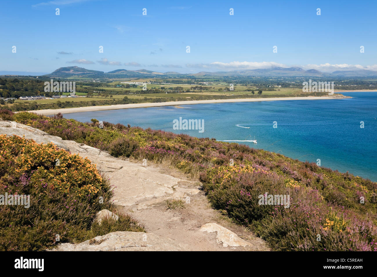 Heather durch Pfad auf Mynydd Tir-y-Cwmwd mit Blick auf die Cardigan Bay Küste im Sommer. Llanbedrog Lleyn Halbinsel North Wales UK Stockfoto