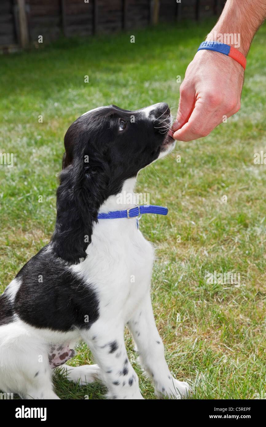 Mann Fütterung ein Genuss zu einem zehn Wochen alten schwarzen und weißen Springer Spaniel Welpe Hund als Belohnung für gut. UK-Großbritannien Stockfoto