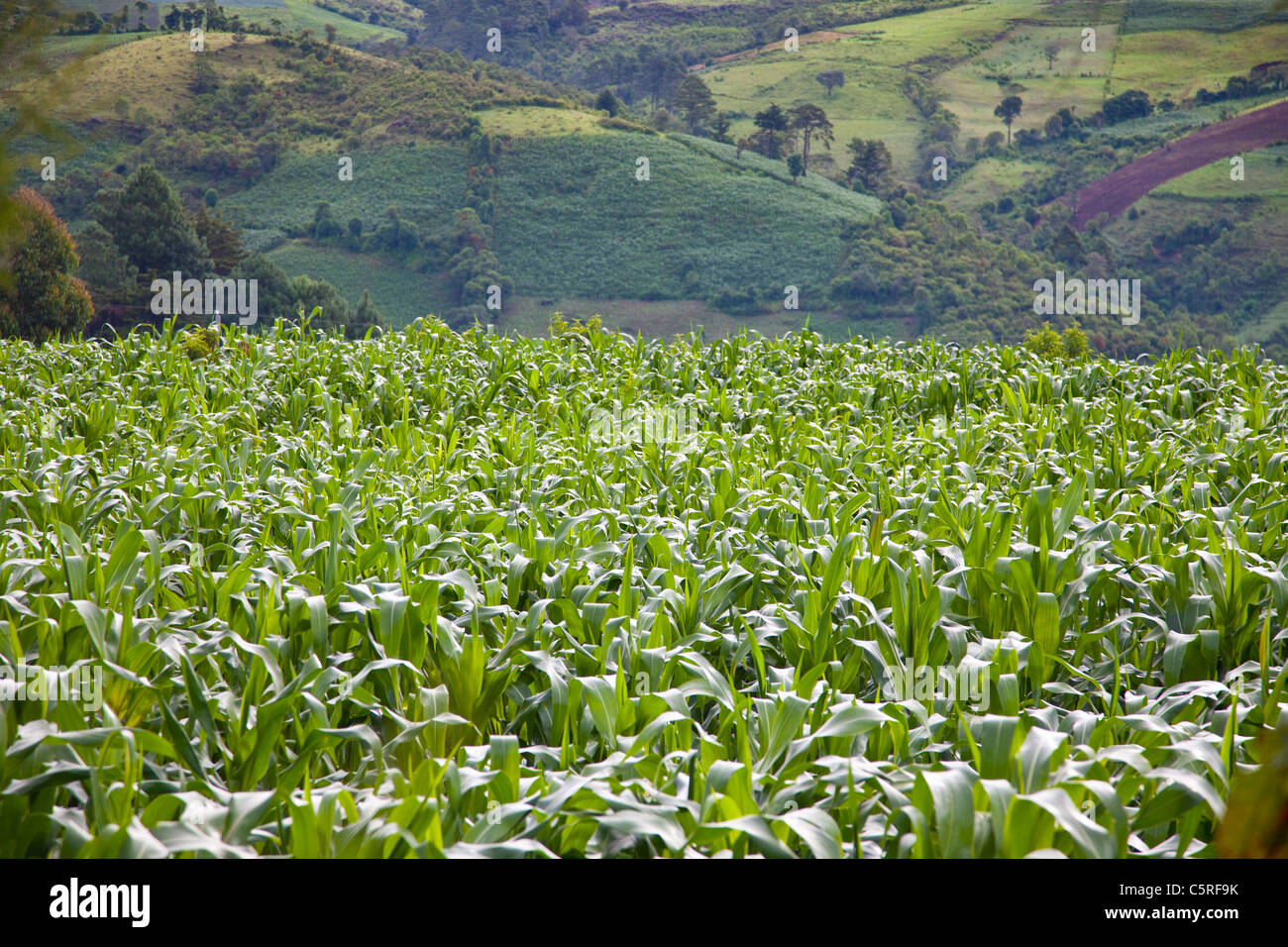 Mais vor Honduras Hills, Kanton Las Pilas, San Ignacio, Chaltenango Abteilung, El Salvador Stockfoto