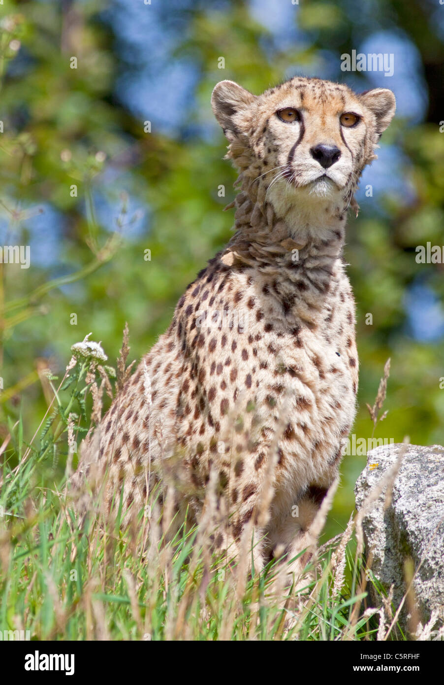 Südlichen afrikanischen Cheetah (Acinonyx Jubatus Jubatus) Stockfoto