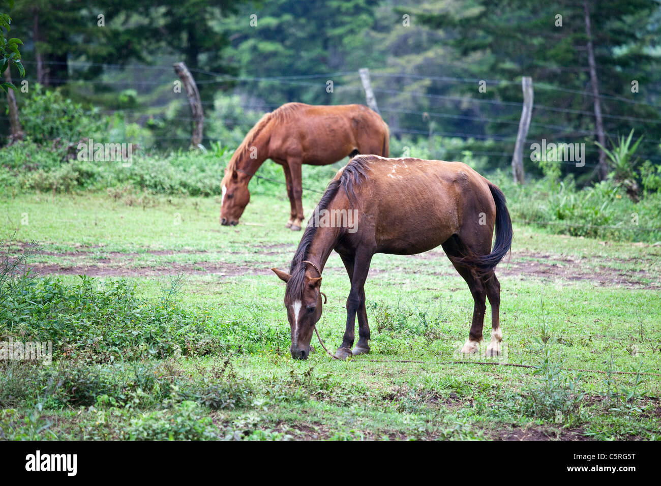 Pferde, Kanton Las Pilas, San Ignacio, Chaltenango Abteilung, El Salvador Stockfoto