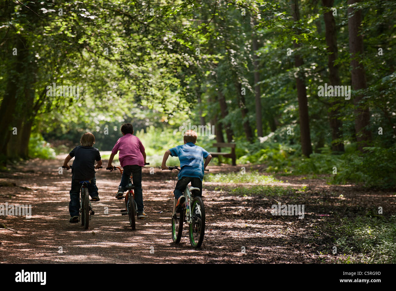 Drei junge Burschen Radfahren entlang eines Pfads in Thorndon Country Park in Essex. Stockfoto