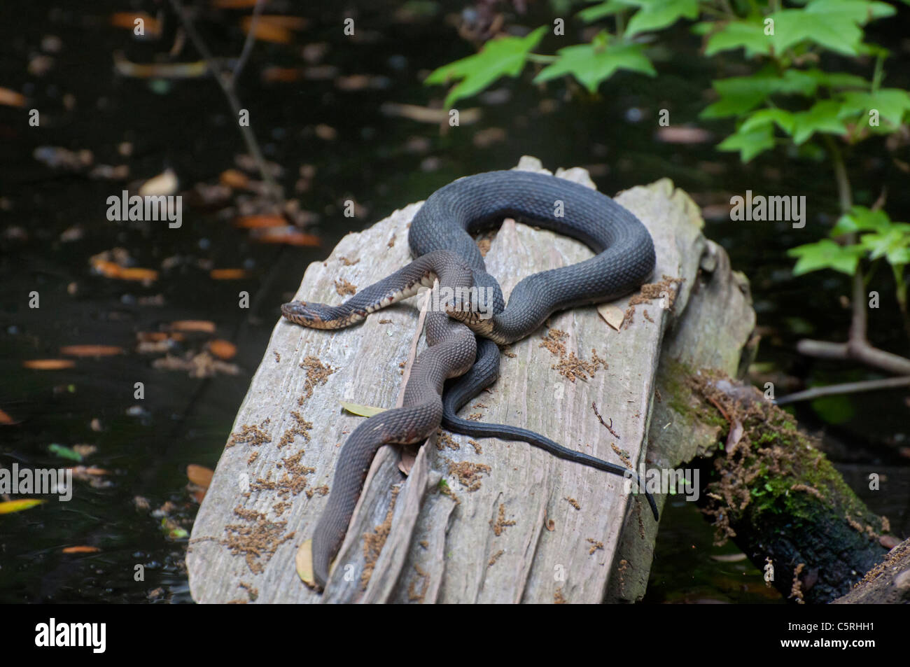 Santa Fe College Unterricht Zoo Gainesville Florida. Ein Florida-Teich. Zwei gelbe bellied Wasserschlangen. Stockfoto