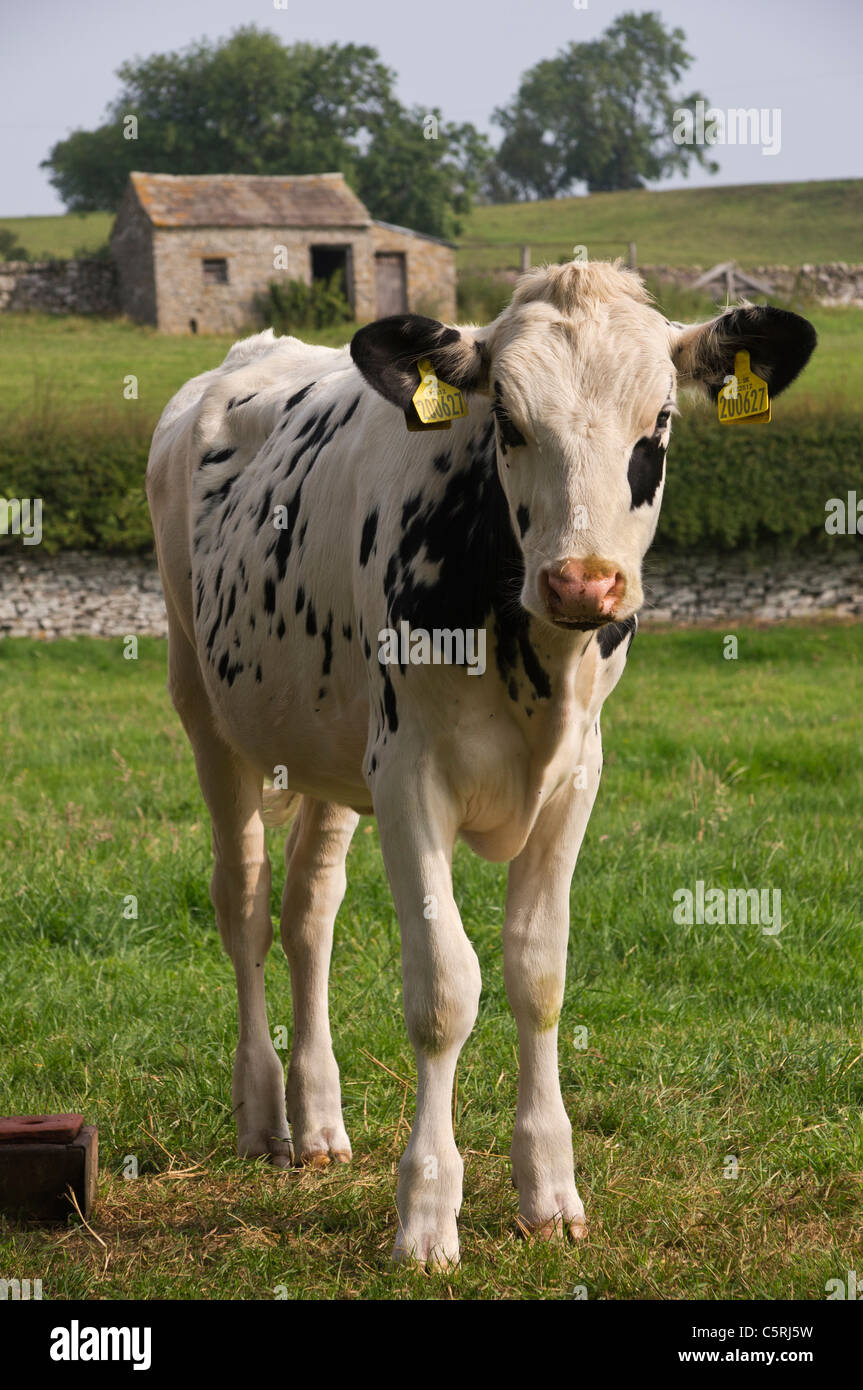 Stammbaum Holstein Kalb (weibliche) zeigt UK Defra genehmigt Ohrmarken. Stockfoto