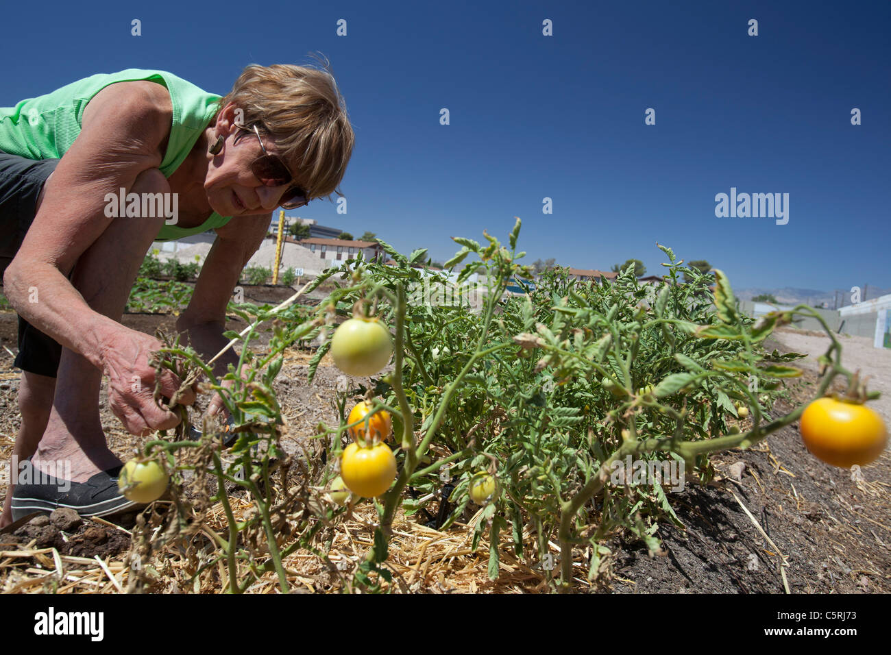 Tonopah Gemeinschaftsgarten Stockfoto