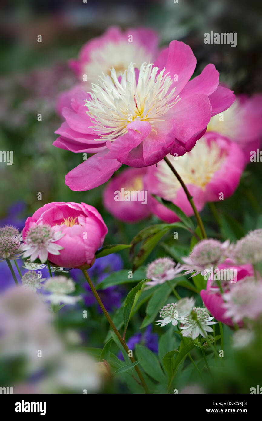 Hübsche rosa Pfingstrose - Paeonia "Bowl der Schönheit" Stockfoto