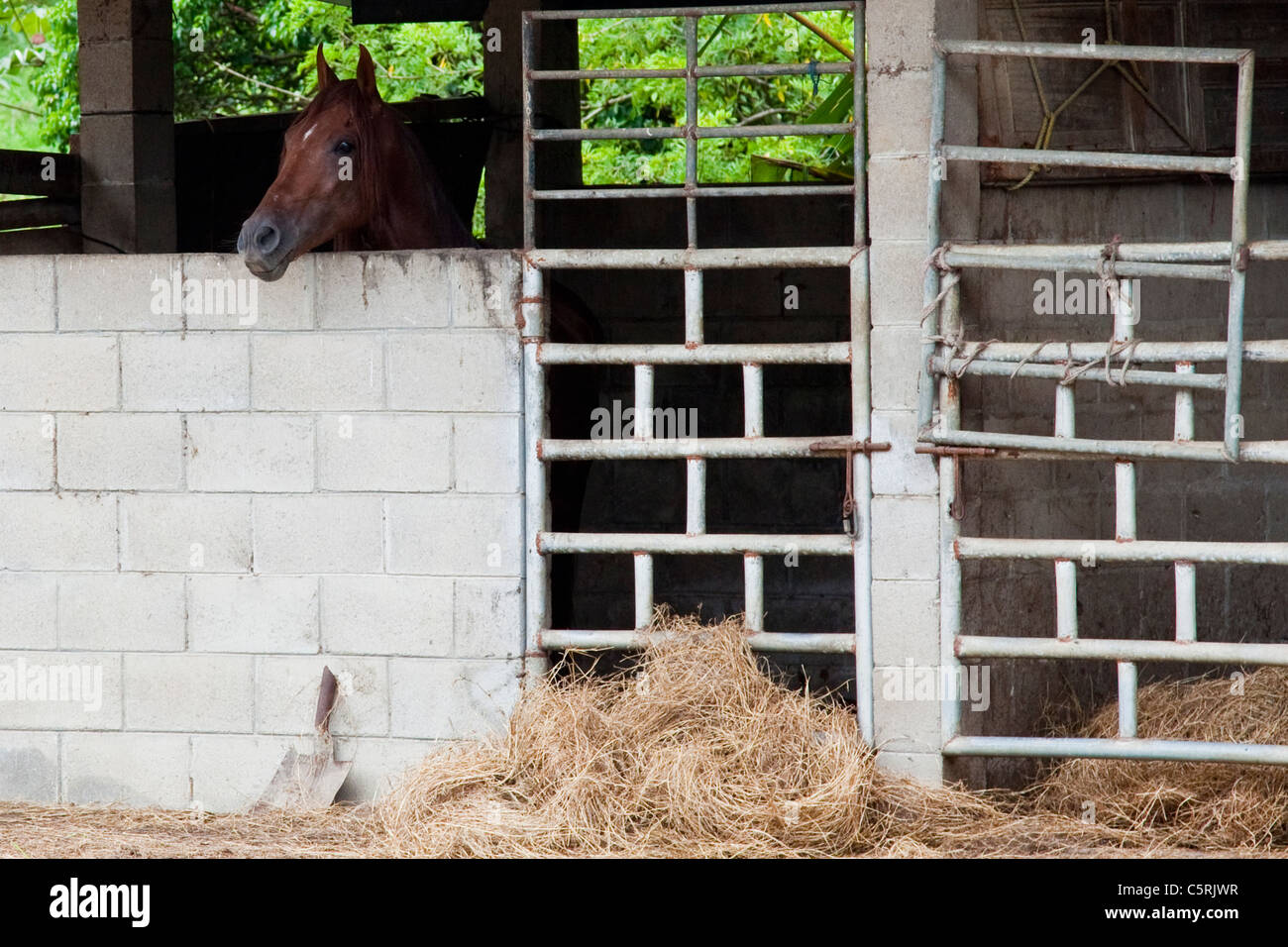 Pferd im Stall, Kanton La Junta, Comalapa, Chalatenango, El Salvador Stockfoto