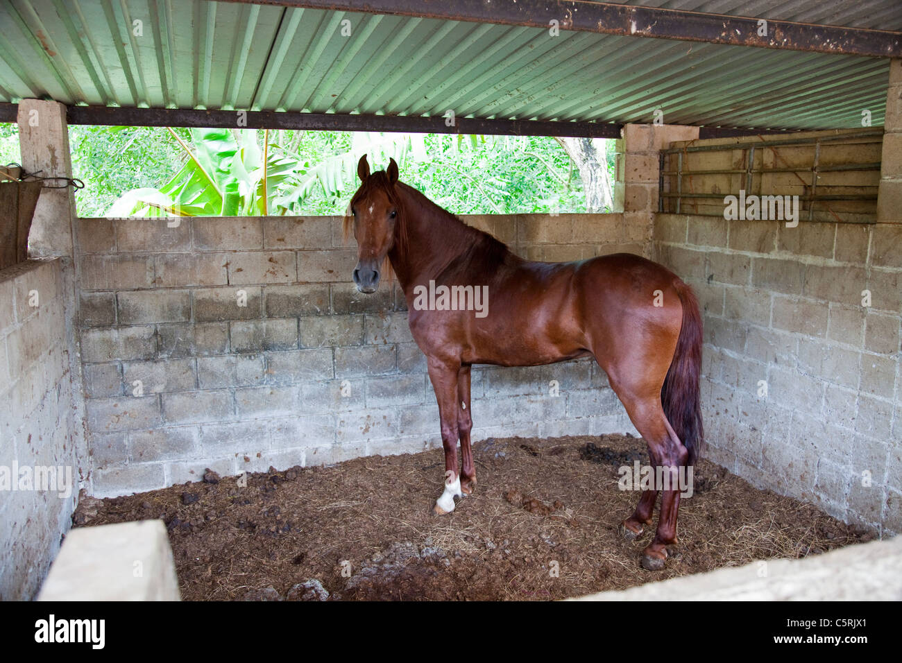 Pferd im Stall, Kanton La Junta, Comalapa, Chalatenango, El Salvador Stockfoto