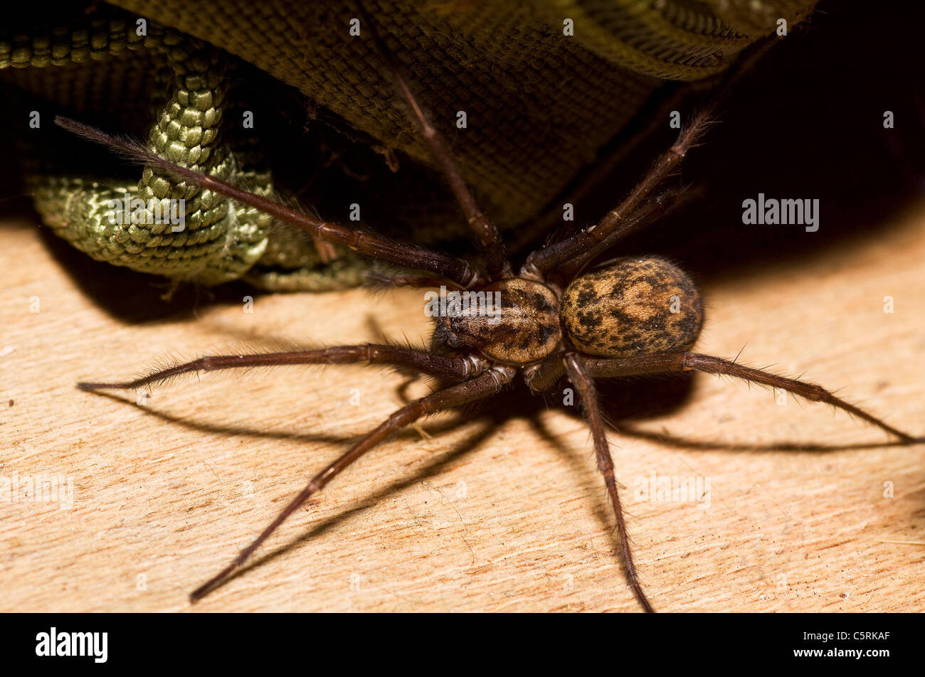 Tegenaria Duellica Nahaufnahme einer Haus-Spinne Stockfoto