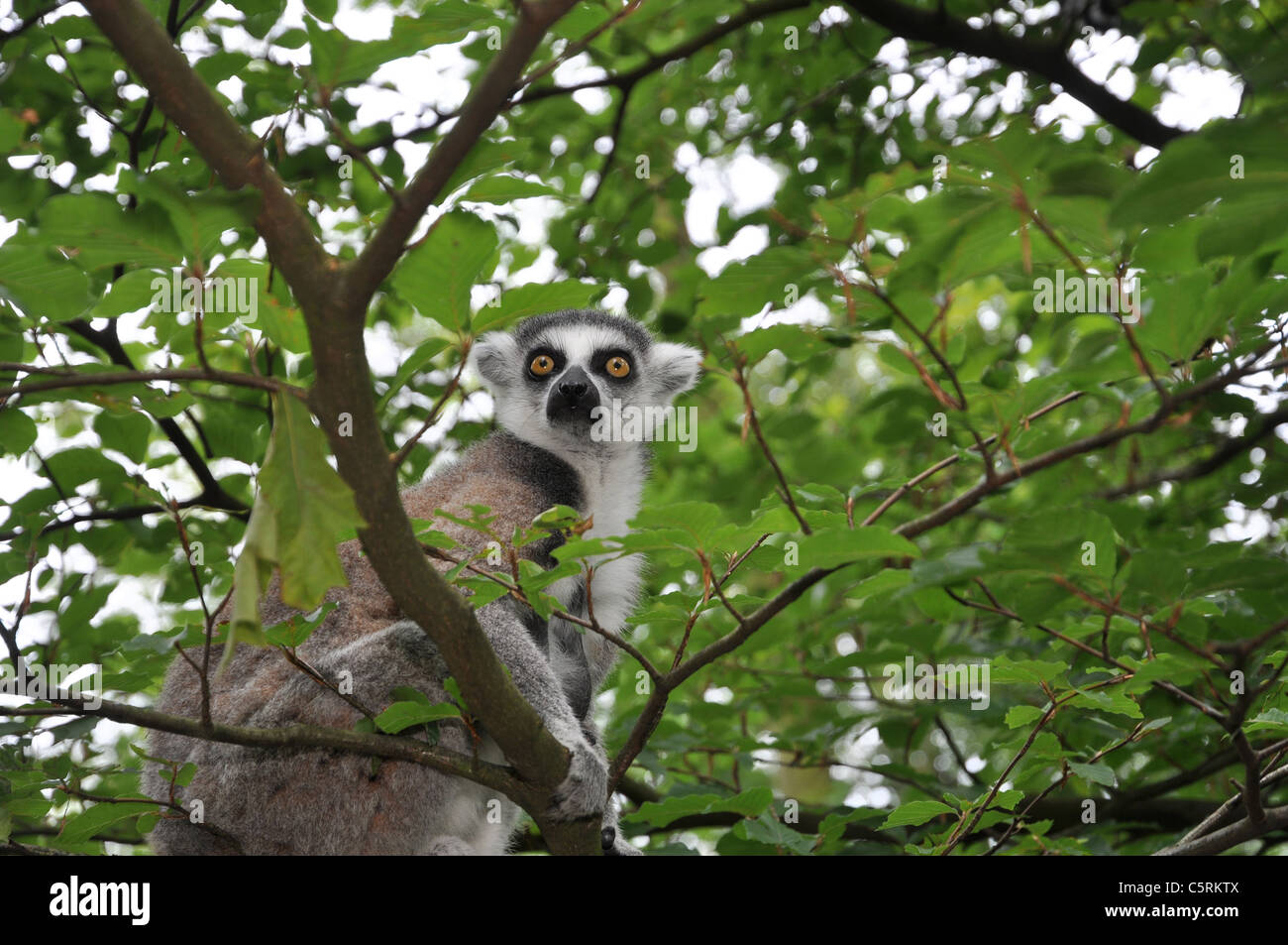 Katta Lemur Affe auf der Suche nach Nahrung in einem Baum Stockfoto