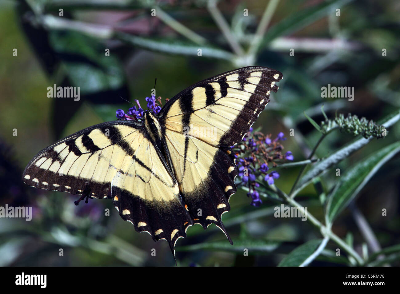 Ein männlicher Eastern Tiger Schwalbenschwanz Schmetterling, Papilio Glaucus. Stockfoto
