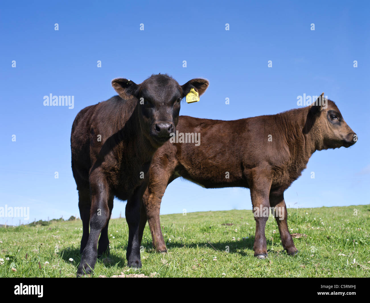 dh Aberdeen Angus Kälber RINDER UK Kalf Kühe direkt auf Und Profil schwarz uk Kuh gb junge süße schottland Vieh Stockfoto