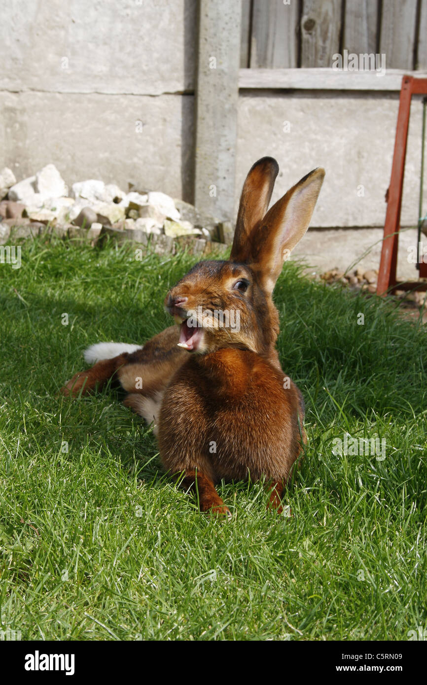 weibliche belgische Hasen im Garten. Oryctolagus cuniculus