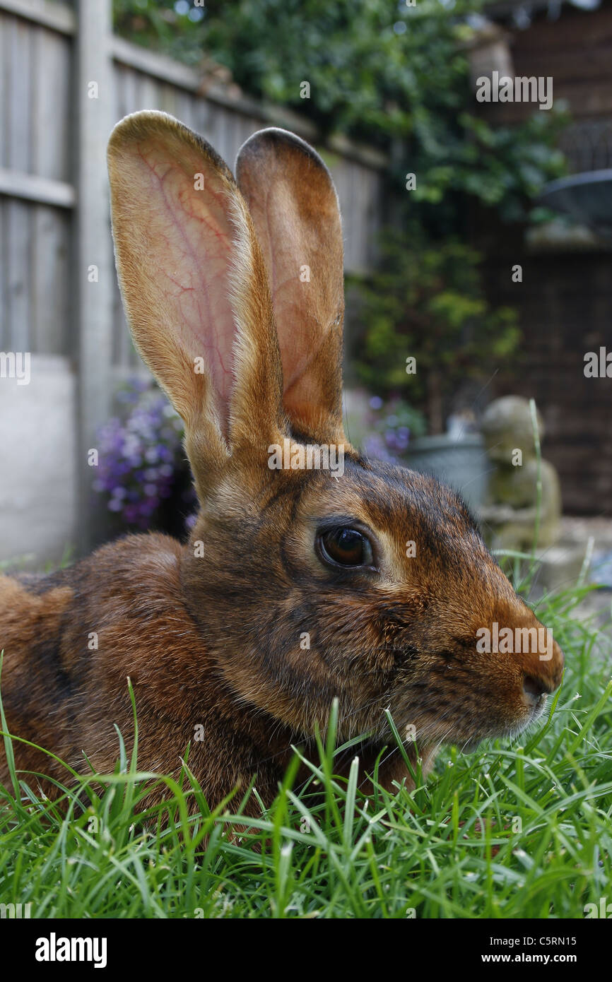 Weibliche Belgische Hasen Im Garten Oryctolagus Cuniculus