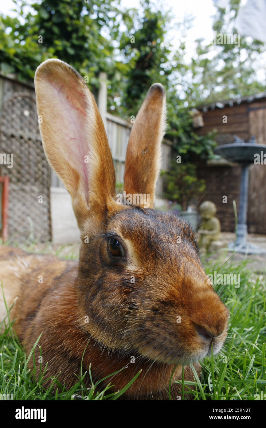 weibliche belgische Hasen im Garten. Oryctolagus cuniculus Stockfoto