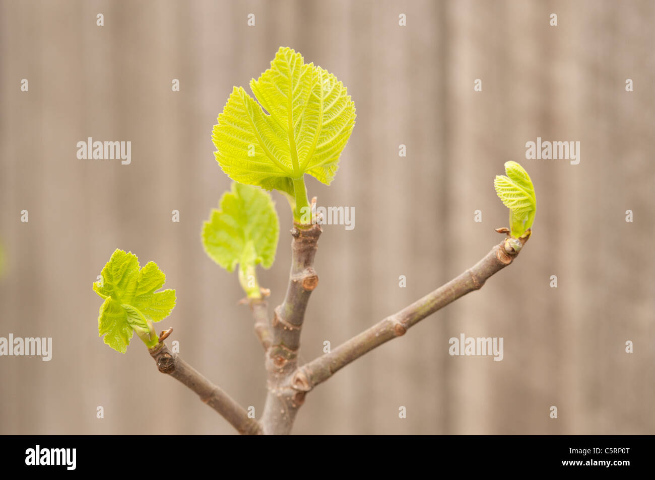 Junge Feigenblätter sprießen im Frühjahr Stockfoto