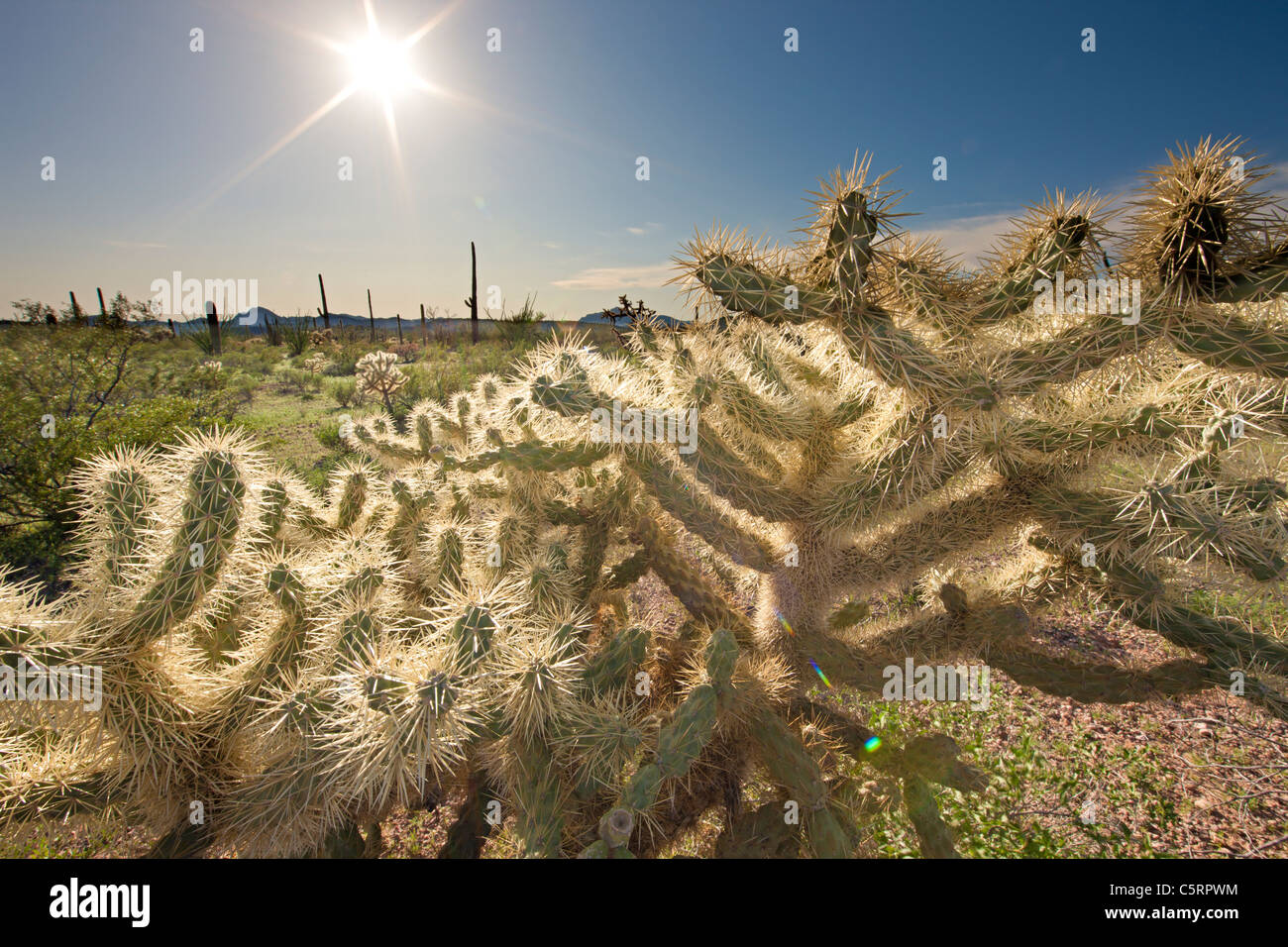 Teddy Bear Cholla Cactus, Opuntia Bigelovii, Organ Pipe National Monument, Arizona, USA Stockfoto