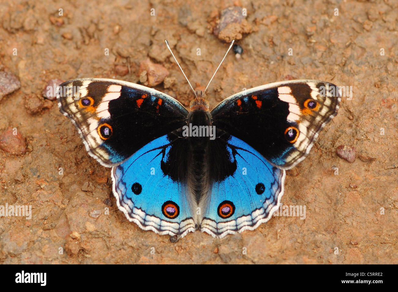 Blaue Stiefmütterchen Schmetterling (Iunonia Orithya) im Monsun Regenwald Khao Yai Nationalpark in Thailand Stockfoto