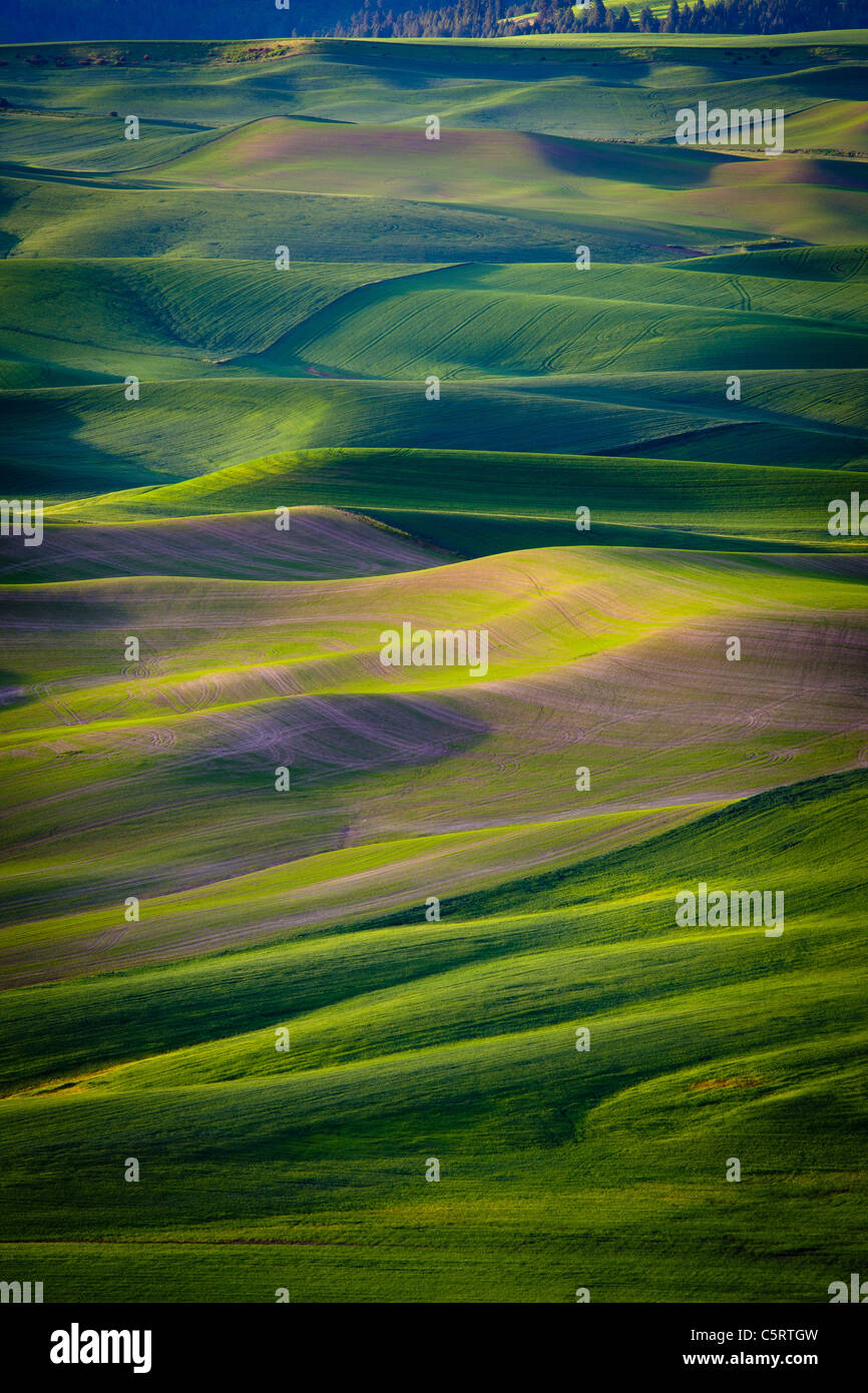 Palouse Landschaft von Steptoe Butte State Park in Washington State, USA Stockfoto