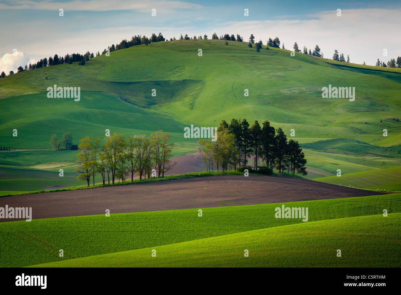 Palouse Landschaft Stockfoto