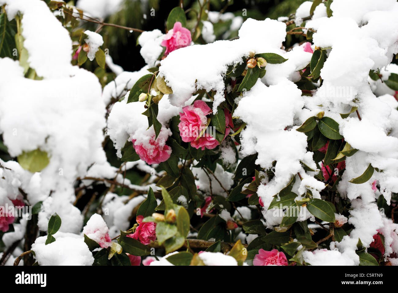 Kamelie (Camellia Japonica) im Winter, Nahaufnahme Stockfotografie - Alamy