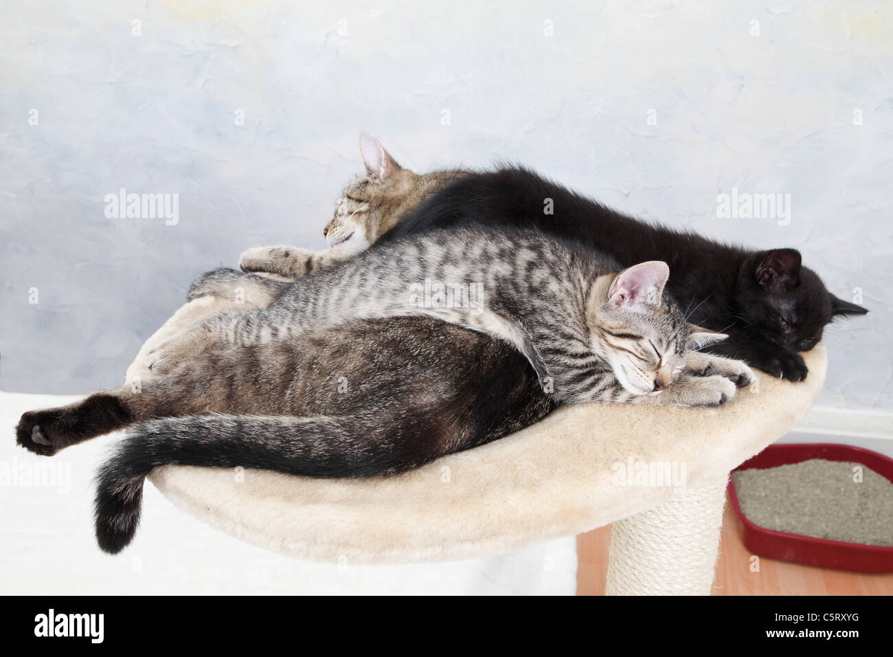 Hauskatzen, Katzen schlafen Stockfoto