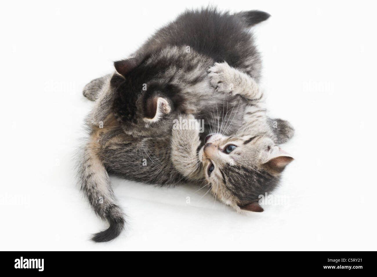 Hauskatzen, Kätzchen spielen zusammen Stockfoto