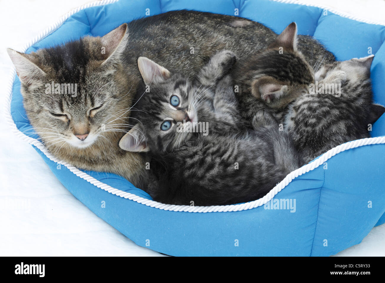 Hauskatzen, Katzenfamilie im blauen Korb liegen erhöht, Ansicht Stockfoto