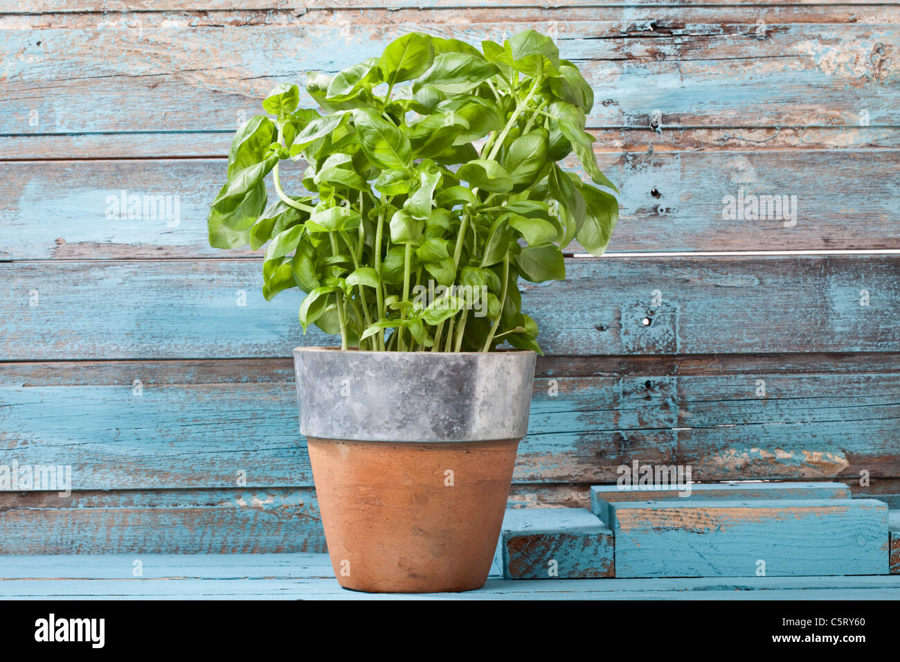 Nahaufnahme von Basilikum Pflanze im Topf Stockfoto