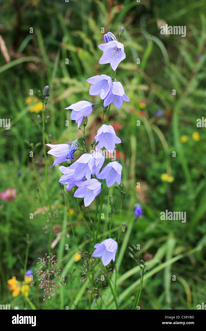 Glockenblume wild wächst an der Seite des Kreislaufs C2C verfolgen in County Durham, England, UK Stockfoto