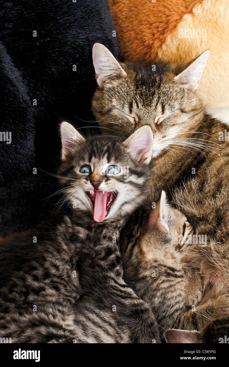 Hauskatzen, Katzenfamilie, erhöhten Blick Stockfoto