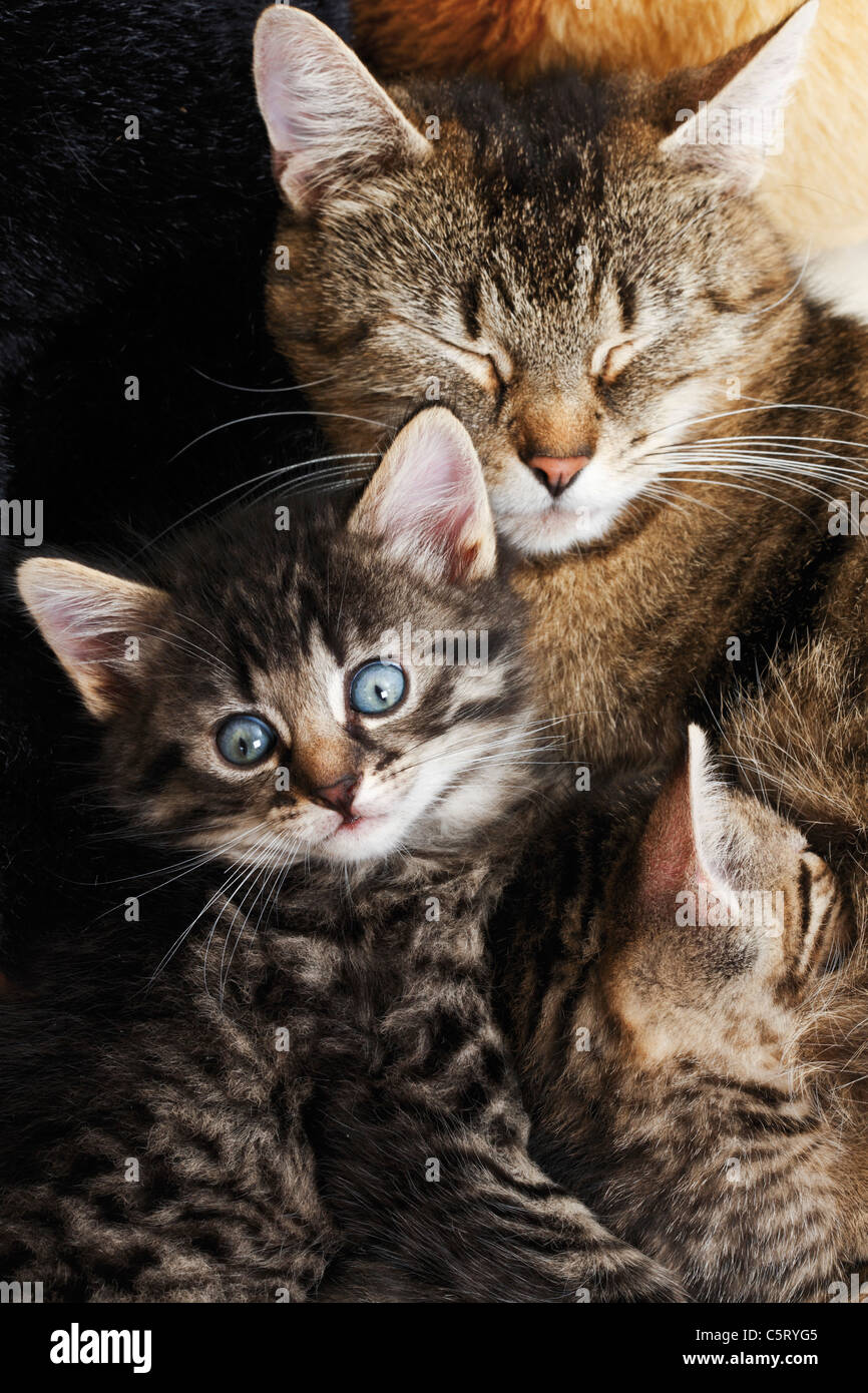 Hauskatzen, Katzenfamilie, erhöhten Blick Stockfoto