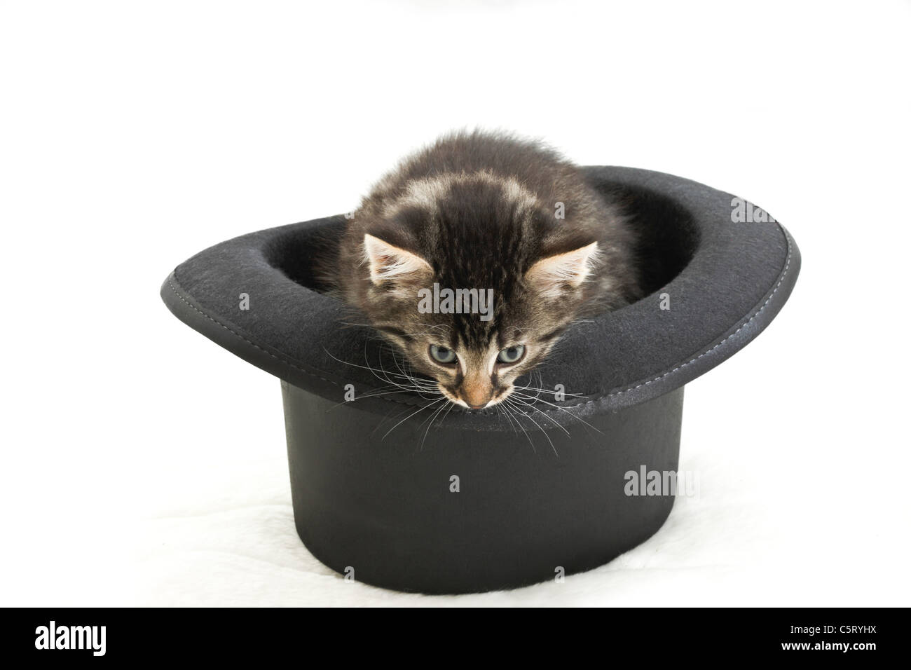 Hauskatze, Katze im Hut Stockfoto
