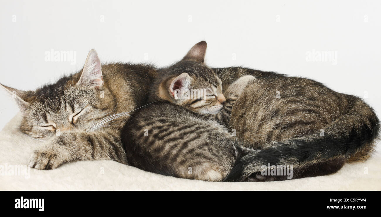 Hauskatzen, Katze und Kätzchen schlafen Stockfoto