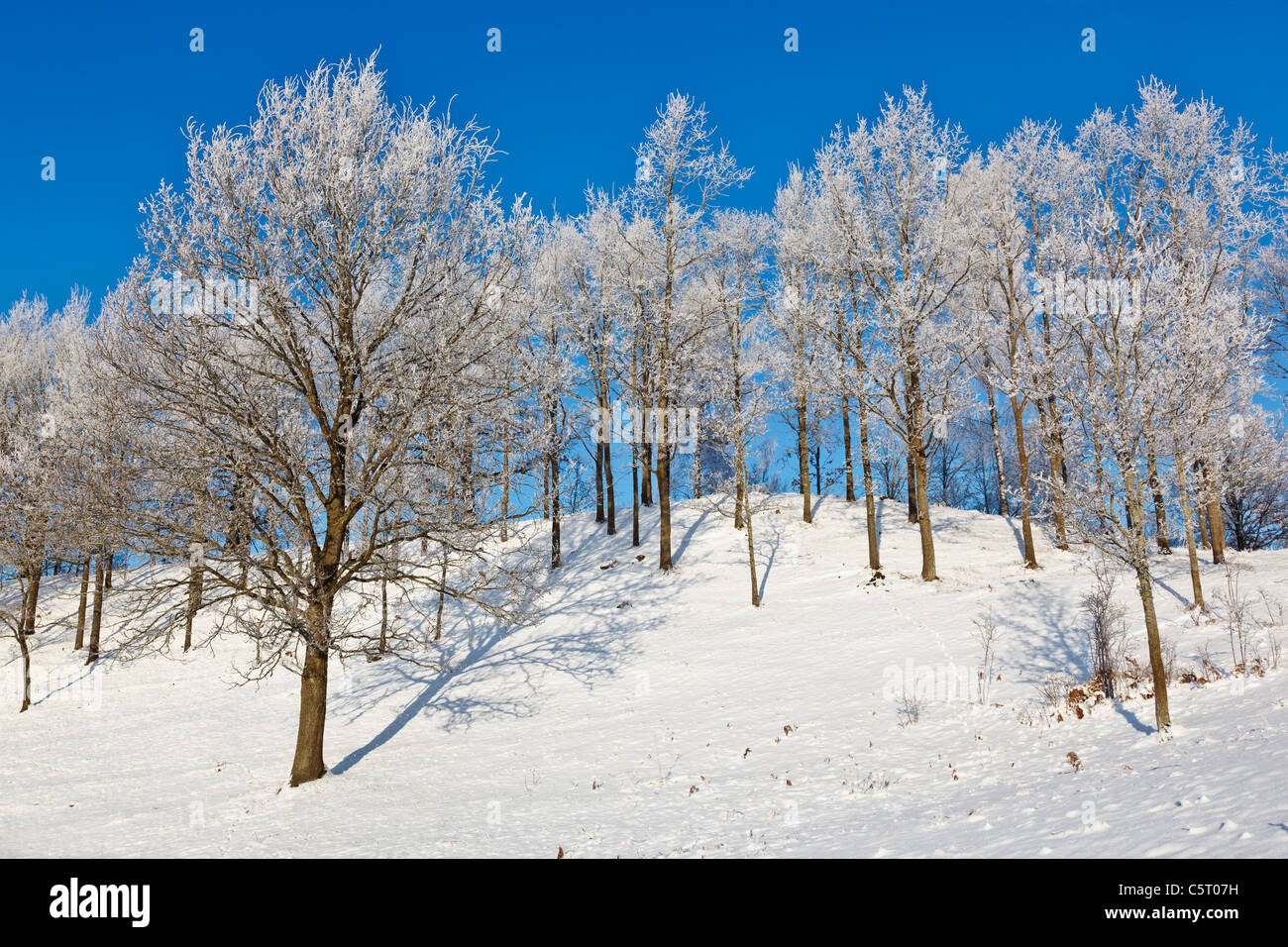 Laubbaum-Wald mit Frost und Schnee in Winterlandschaft Stockfoto
