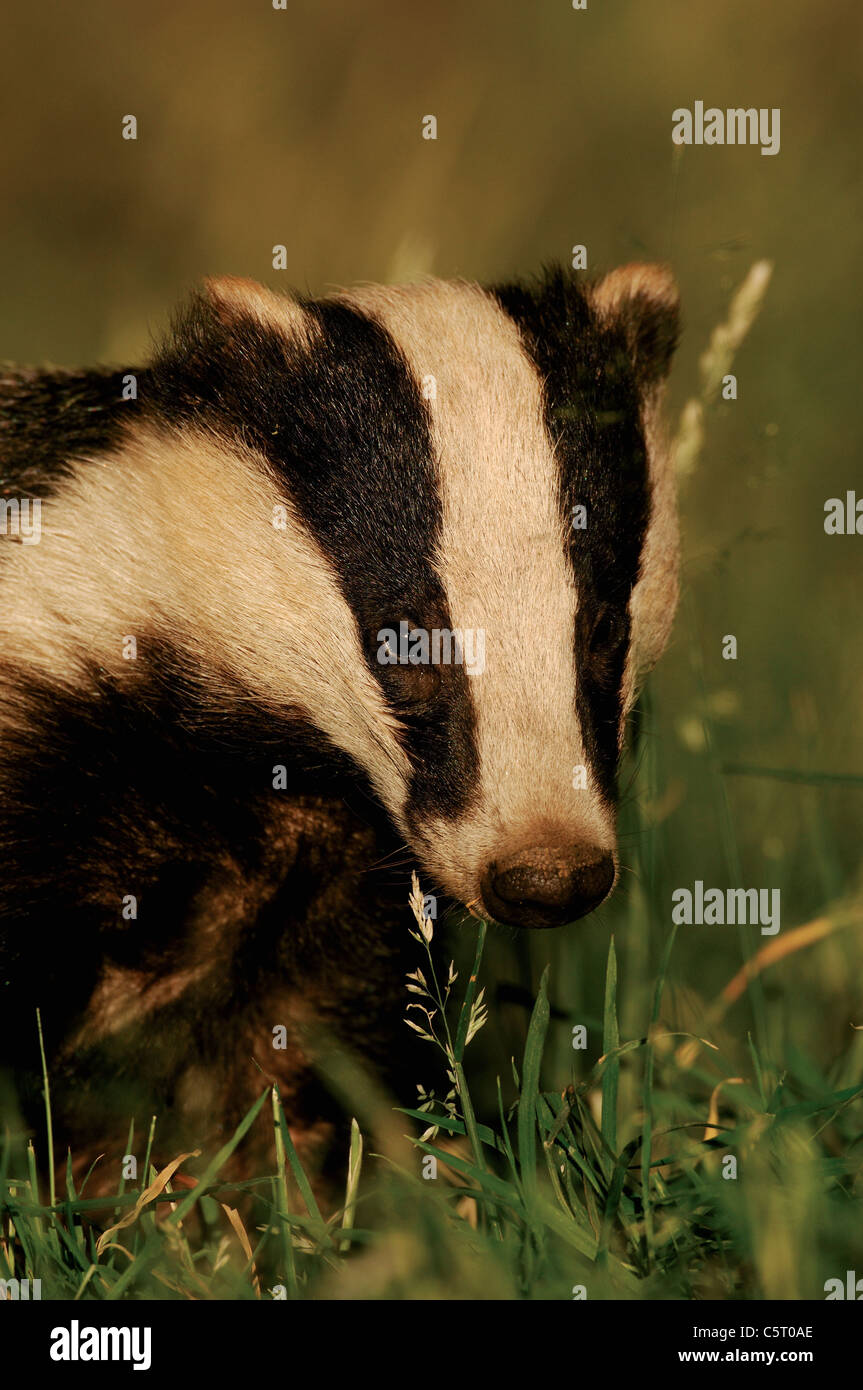 Meles Meles Porträt eines wilden Sub Erwachsenen auf Nahrungssuche im Spätsommer Abendlicht Dachs. Juli.  Derbyshire, UK Stockfoto