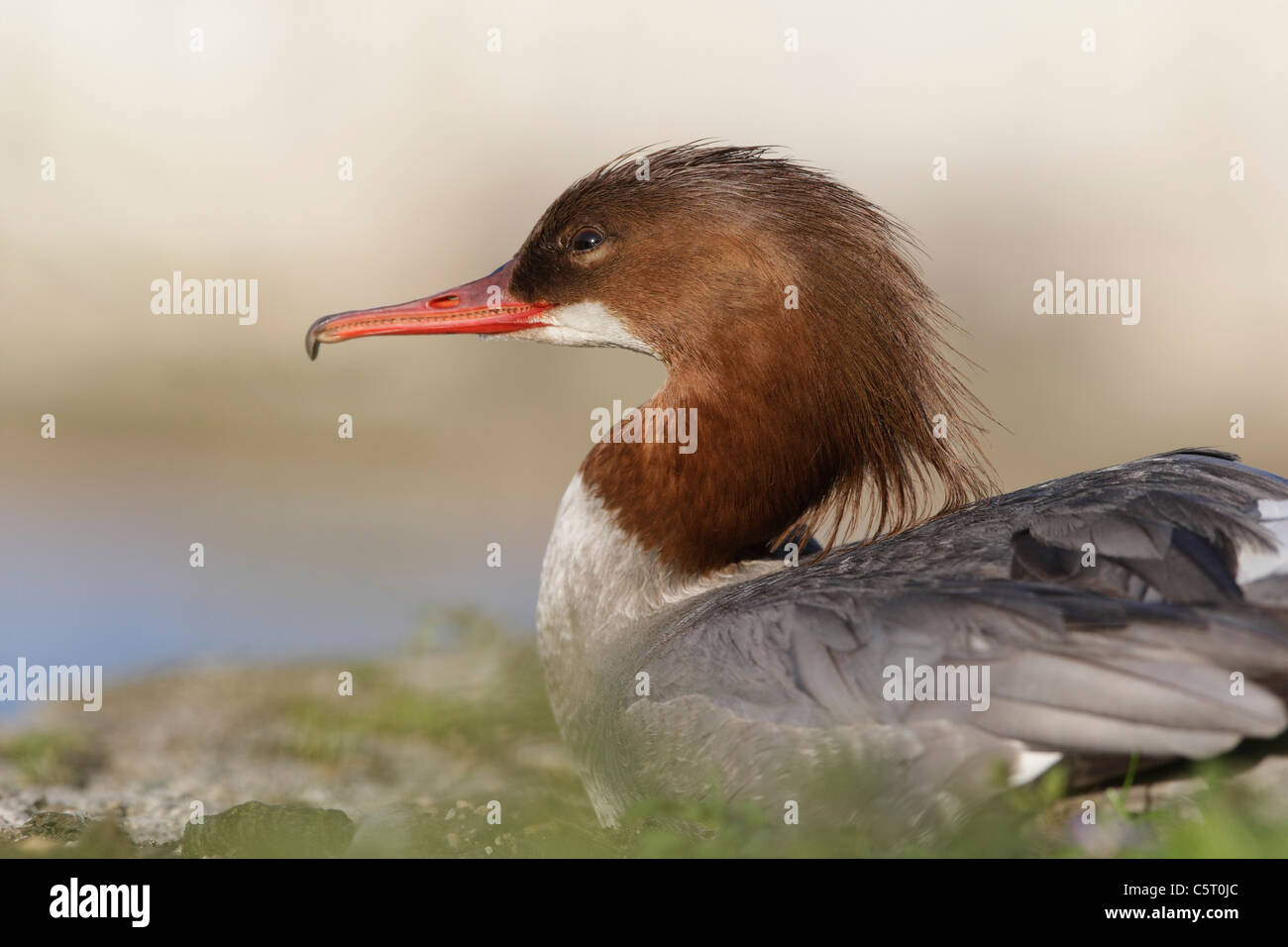 Deutschland, München, Nahaufnahme von weiblichen Gänsesäger Stockfoto