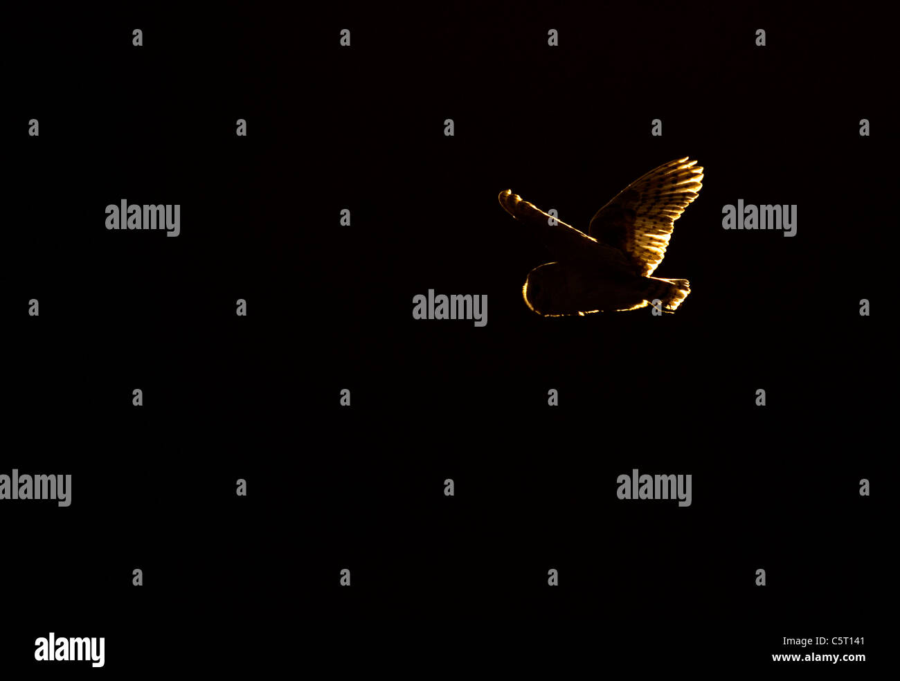 SCHLEIEREULE Tyto Alba den unverwechselbaren Umriss des einen Erwachsenen Schleiereule fliegt im Abendlicht vor einem schattigen Wald. Norfolk, Großbritannien Stockfoto