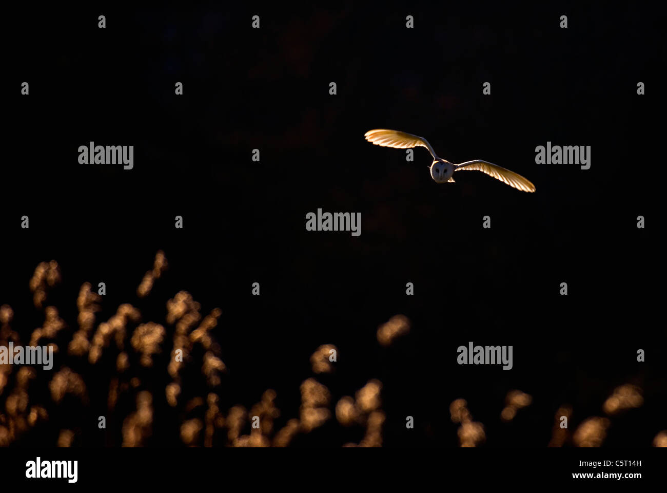 SCHLEIEREULE Tyto Alba Erwachsener, Hintergrundbeleuchtung durch Abend Sonnenlicht, im Flug über eine Schilfbeetes.  Norfolk, Großbritannien. Stockfoto