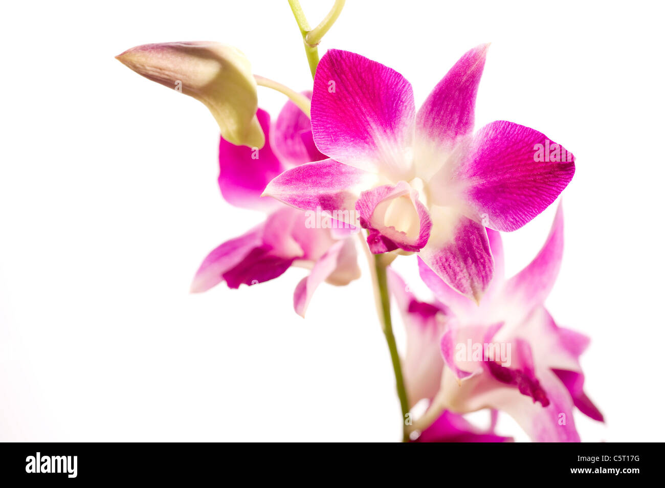 Nahaufnahme von rosa Orchidee vor weißem Hintergrund Stockfoto