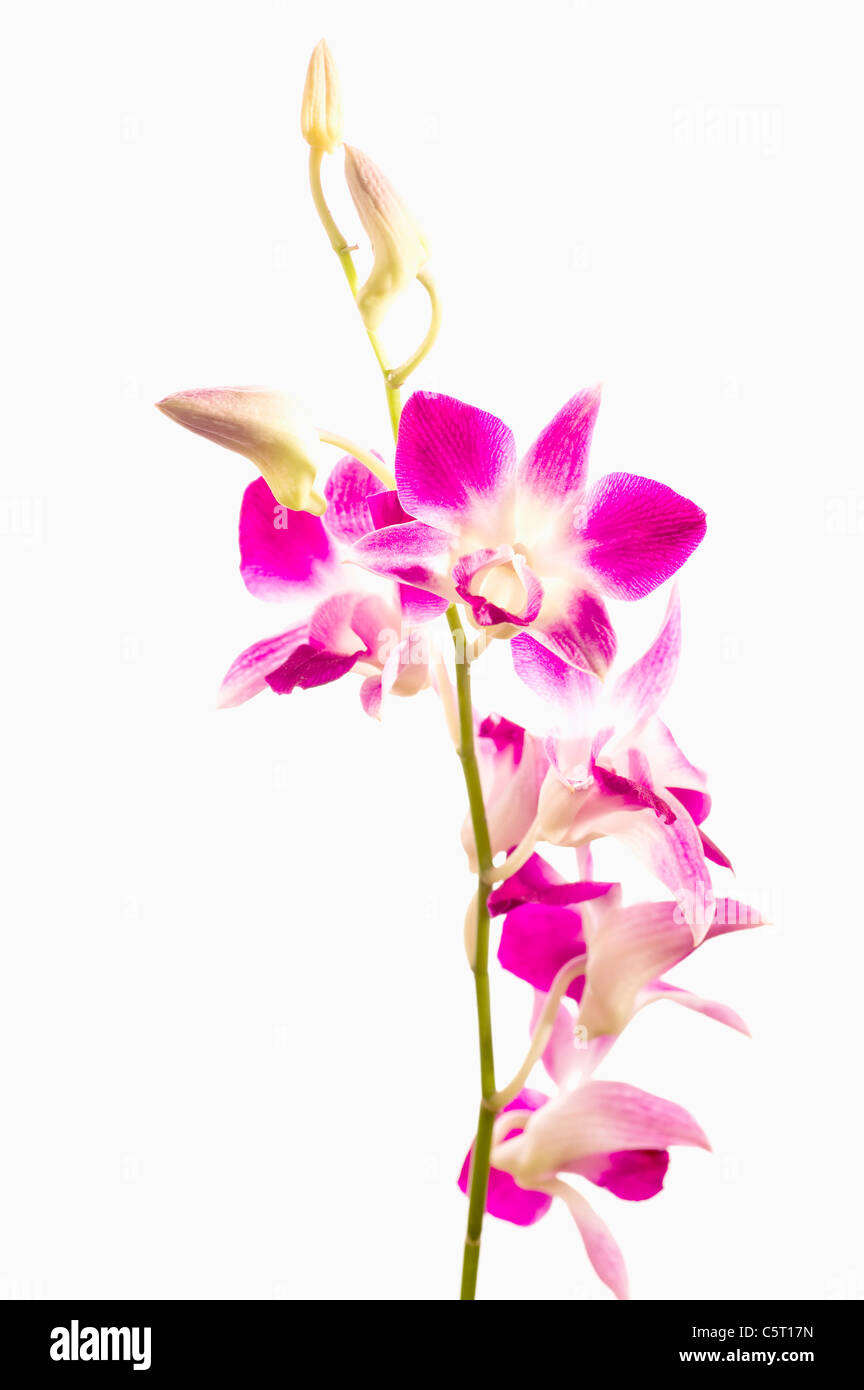 Nahaufnahme von rosa Orchidee vor weißem Hintergrund Stockfoto