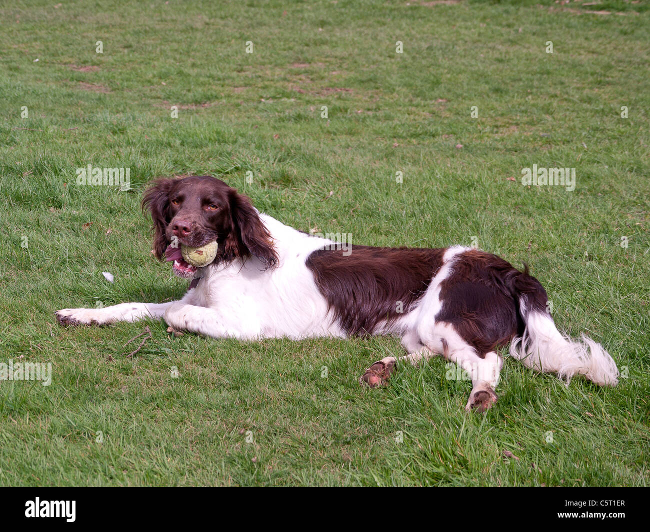 Cocker Spaniel, braun und weiß, spielen mit einem Ball in Buckinghamshire, Vereinigtes Königreich, Stockfoto